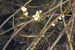 Ranunculus aquatilis