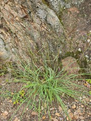 Schizachyrium delavayi