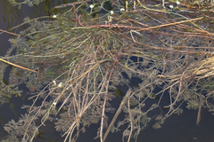 Ranunculus aquatilis