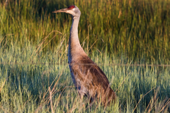 Antigone canadensis tabida