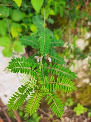 Indigofera argutidens