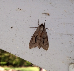 Lapara coniferarum