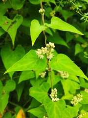 Vincetoxicum otophyllum