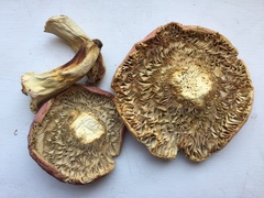Russula flavisiccans