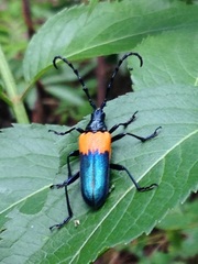 Desmocerus palliatus