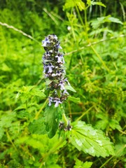 Ajuga forrestii