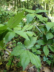 Cardamine pentaphyllos