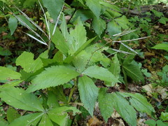 Cardamine pentaphyllos