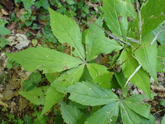 Cardamine pentaphyllos
