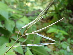 Cardamine pentaphyllos
