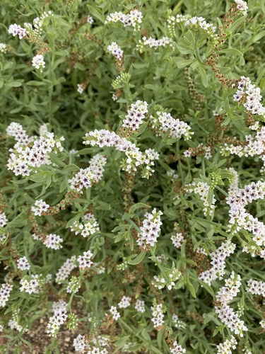 iNaturalist observation photo of alkali heliotrope