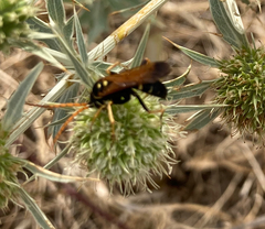 Parabatozonus lacerticida