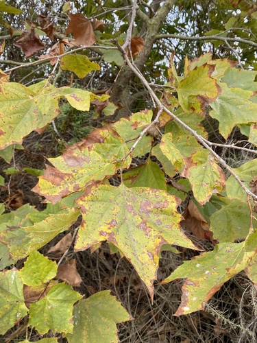 iNaturalist observation photo of western sycamore