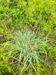 Schizachyrium delavayi