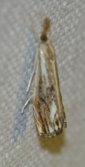 Catoptria verellus