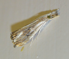 Catoptria verellus