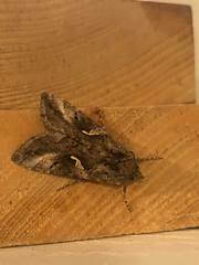 Autographa gamma