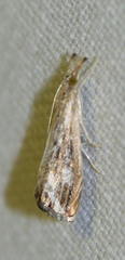 Catoptria verellus