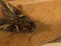 Autographa gamma