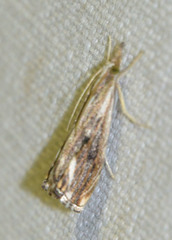 Catoptria verellus