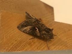 Autographa gamma