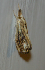 Catoptria verellus