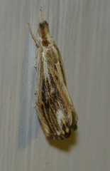 Catoptria verellus