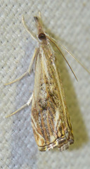 Catoptria verellus