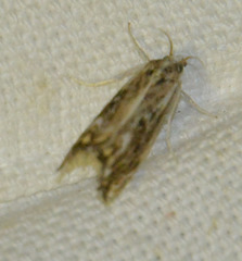 Catoptria verellus