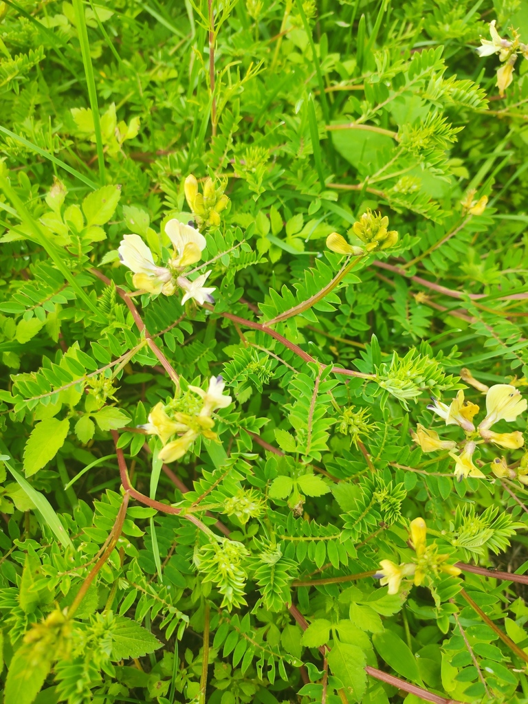 Phyllolobium camptodontum