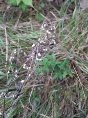Lithospermum officinale