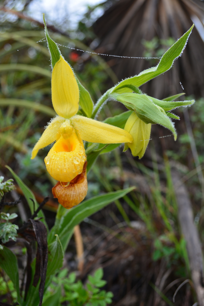Cypripedium molle Lindl.
