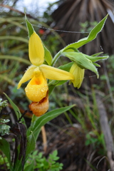 Cypripedium molle