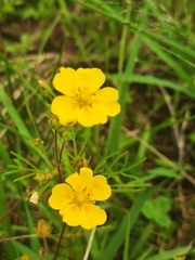 Potentilla fulgens