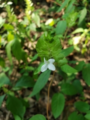Yeatesia viridiflora