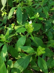 Yeatesia viridiflora