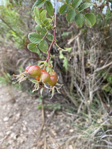 iNaturalist observation photo of California Wild Rose