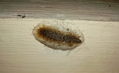Erebidae
