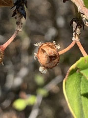 Ceanothus ferrisiae