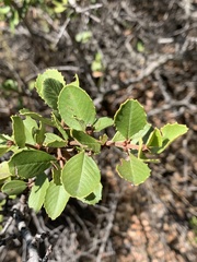 Ceanothus ferrisiae
