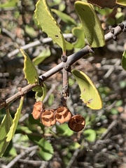 Ceanothus ferrisiae