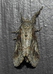 Dasychira obliquata