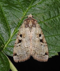 Xestia normanianus