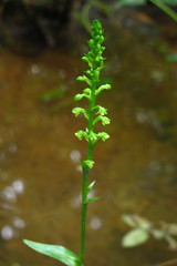 Platanthera flava flava