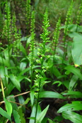 Platanthera flava flava