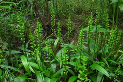 Platanthera flava flava