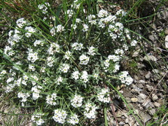 Euploca foliosissima