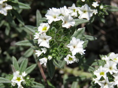 Euploca foliosissima