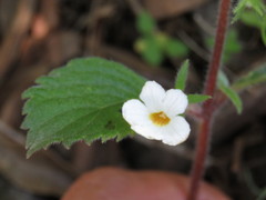 Achimenes occidentalis