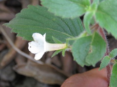 Achimenes occidentalis